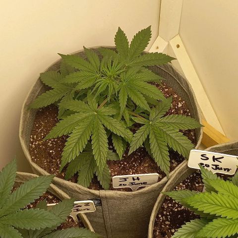 Jack Herer Auto growlog timeline photo