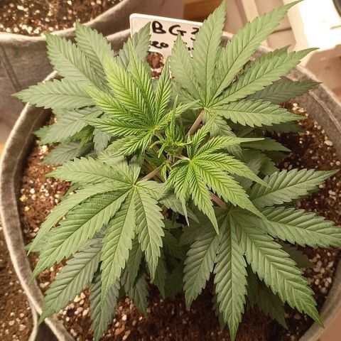 Bubblegum #3 growlog timeline photo