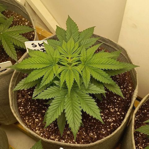 SKUNK 99 growlog timeline photo