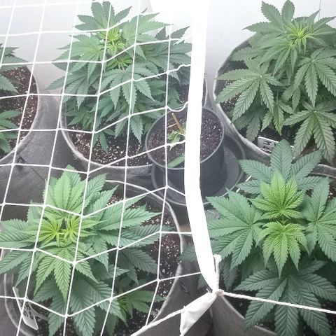 Bubblegum #3 growlog photo: Day one after topping,  plants look healthy