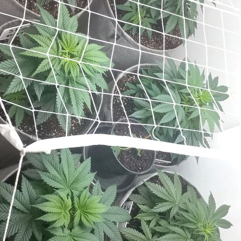 Bubblegum #3 growlog photo: Day one after topping,  plants look healthy