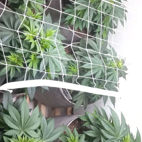 Bubblegum #3 growlog timeline photo