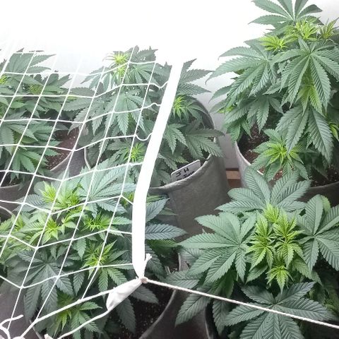 Bubblegum #3 growlog timeline photo