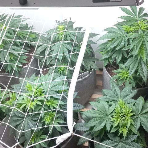 Bubblegum #3 growlog timeline photo
