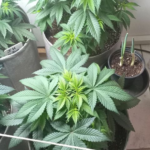 Bubblegum #3 growlog timeline photo