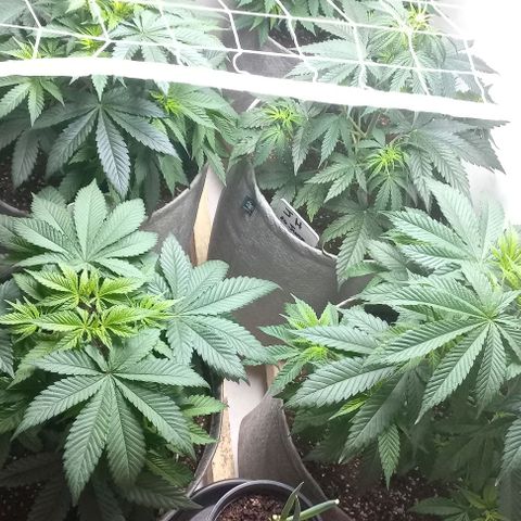 Bubblegum #3 growlog timeline photo