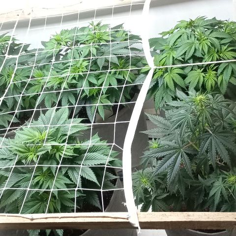 Bubblegum #3 growlog timeline photo