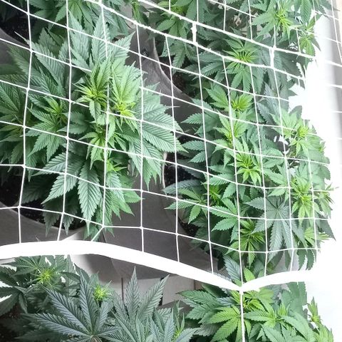Bubblegum #3 growlog timeline photo