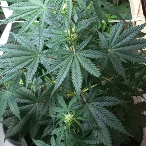 Jack Herer Auto growlog photo: Jack Herer week 2 of flowering. 