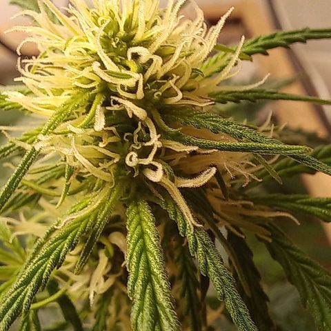 Jack Herer Auto growlog photo: Jack Herer week 2 of flowering. 