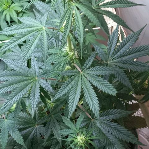 Jack Herer Auto growlog photo: Jack Herer week 2 of flowering. 
