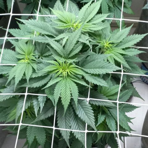 SKUNK 99 growlog timeline photo