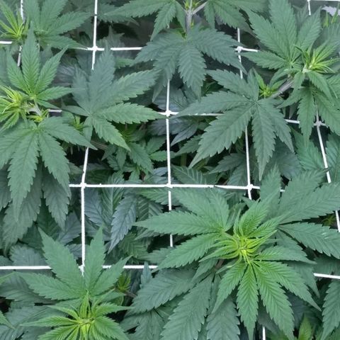 Bubblegum #3 growlog timeline photo