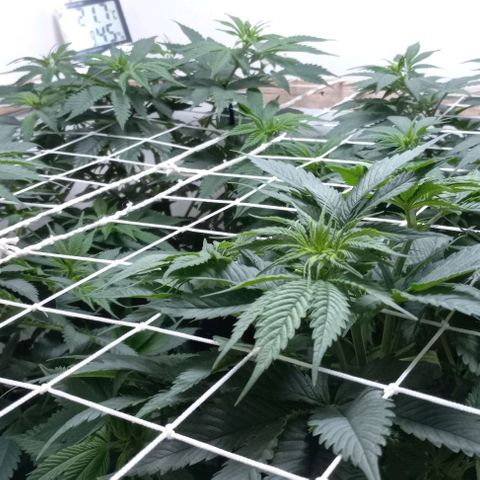 Bubblegum #3 growlog timeline photo