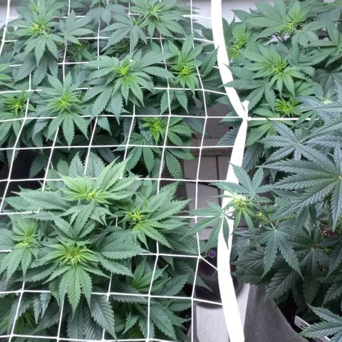 Bubblegum #3 growlog timeline photo