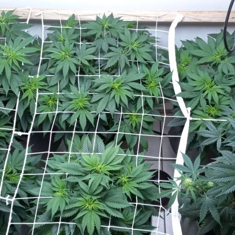 Bubblegum #3 growlog timeline photo