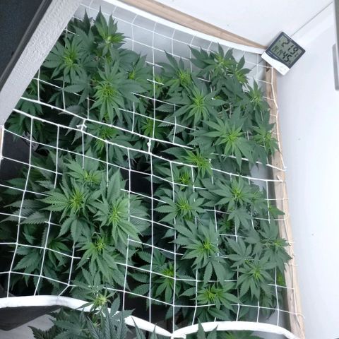 Bubblegum #3 growlog timeline photo