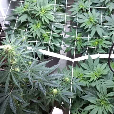 Bubblegum #3 growlog timeline photo