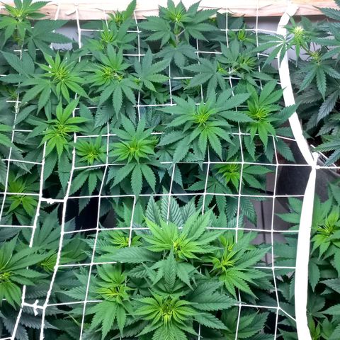 Bubblegum #3 growlog timeline photo