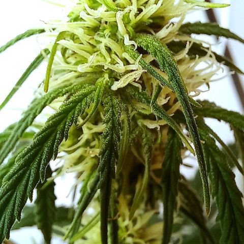 Jack Herer Auto growlog timeline photo