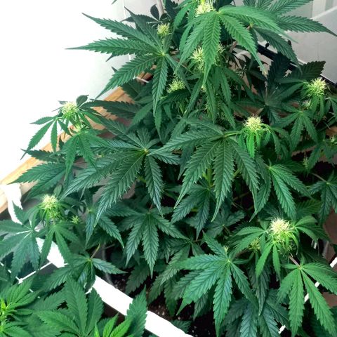 Jack Herer Auto growlog timeline photo