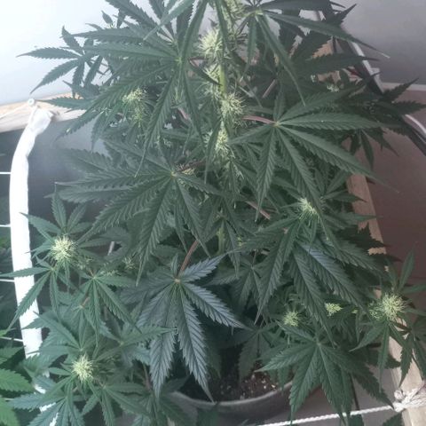 Jack Herer Auto growlog timeline photo