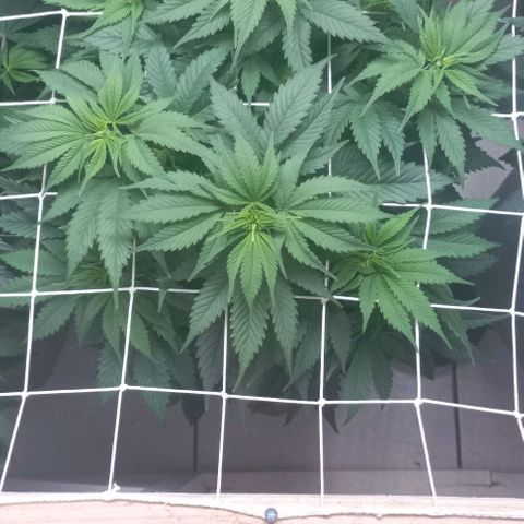 SKUNK 99 growlog timeline photo