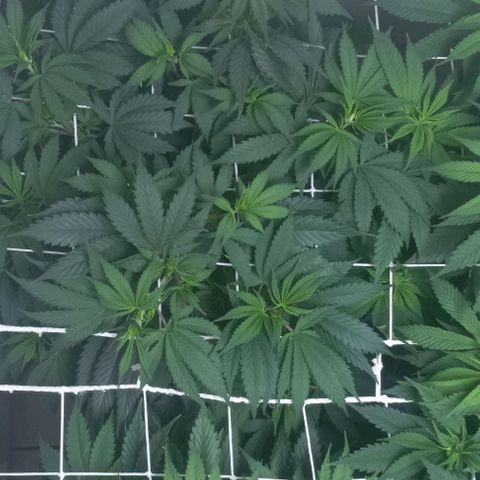 Bubblegum #3 growlog timeline photo
