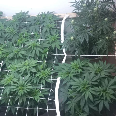 Bubblegum #3 growlog timeline photo
