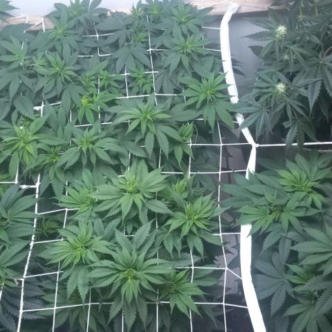 Bubblegum #3 growlog timeline photo