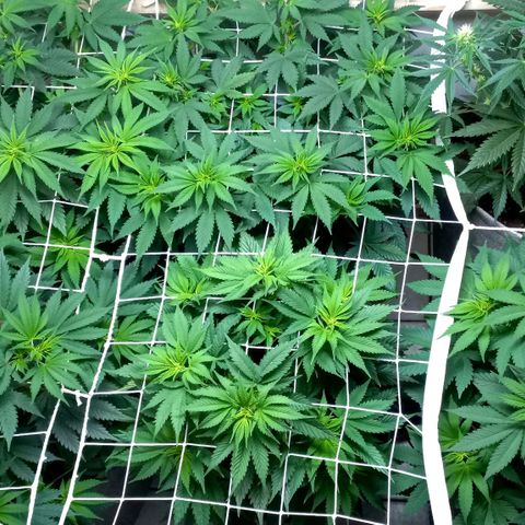 Bubblegum #3 growlog timeline photo