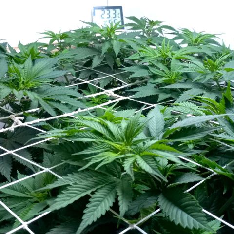 Bubblegum #3 growlog timeline photo