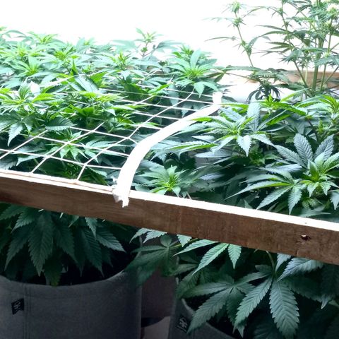 Bubblegum #3 growlog timeline photo