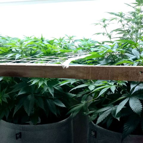 Bubblegum #3 growlog timeline photo