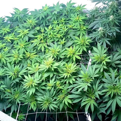 Bubblegum #3 growlog photo: Week 1 after flipping... 