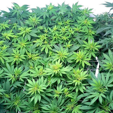 Bubblegum #3 growlog photo: Week 1 after flipping... 