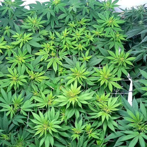 Bubblegum #3 growlog photo: Week 1 after flipping... 