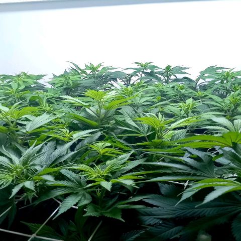 Bubblegum #3 growlog photo: Week 1 after flipping... 