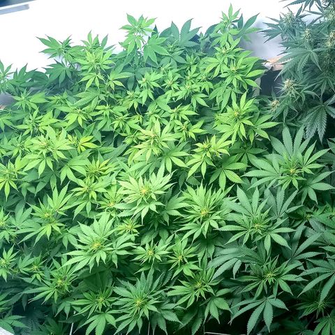 Bubblegum #3 growlog photo: Week 1 of flowering 💐 