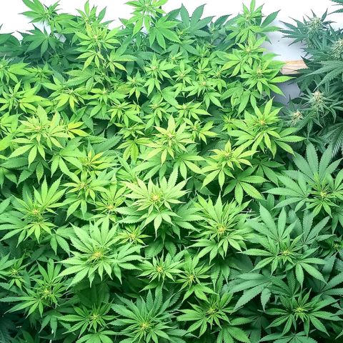 Bubblegum #3 growlog photo: Week 1 of flowering 💐 