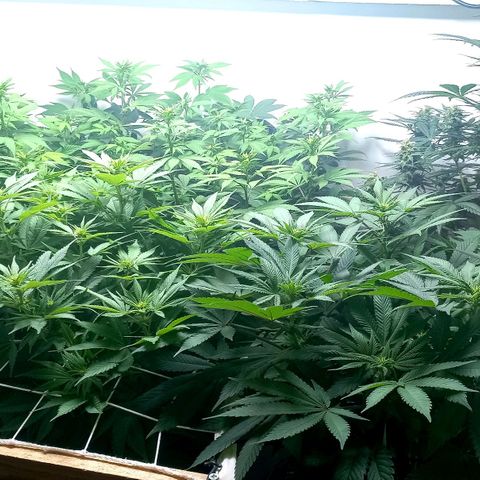 Bubblegum #3 growlog photo: Week 1 of flowering 💐 