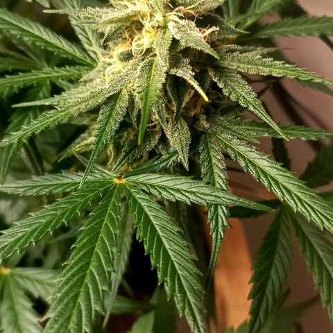 Bubblegum #3 growlog photo: Week 1 of flowering 💐 