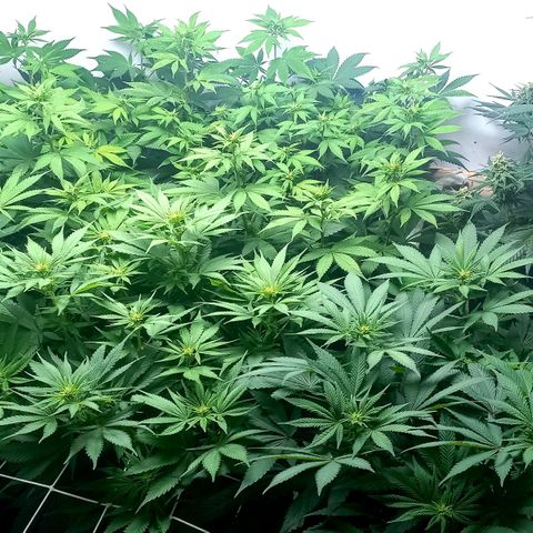 Bubblegum #3 growlog photo: Week 1 of flowering 💐 