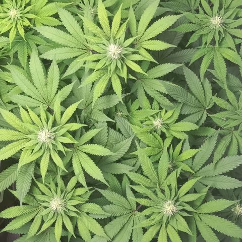Bubblegum #3 growlog timeline photo