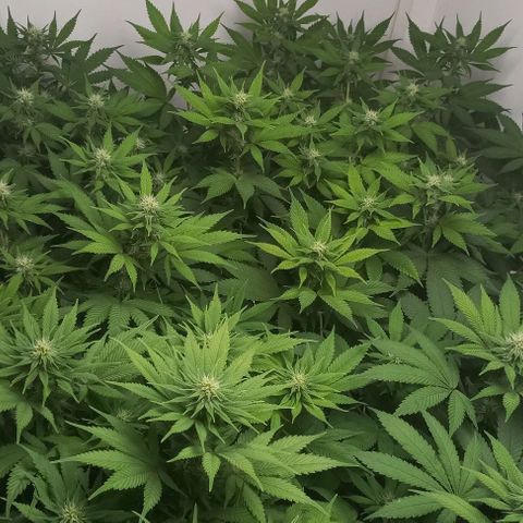Bubblegum #3 growlog timeline photo