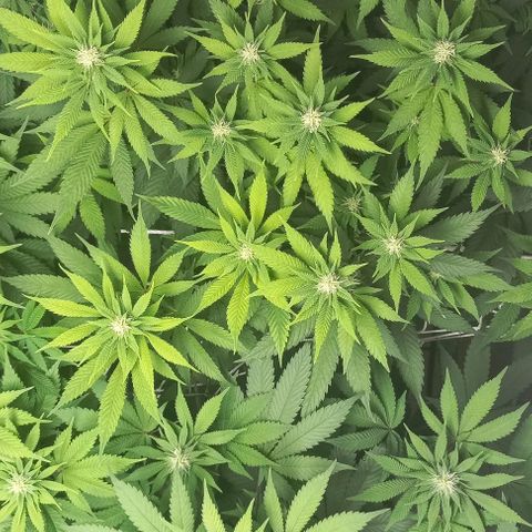 Bubblegum #3 growlog timeline photo