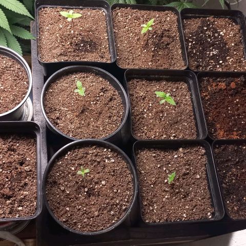 Bubblegum #3 growlog timeline photo