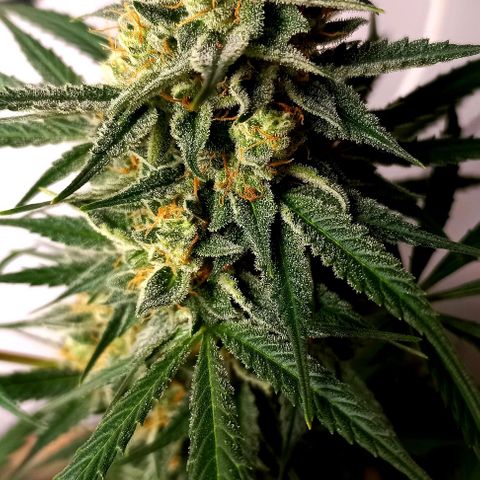 Bubblegum #3 growlog timeline photo