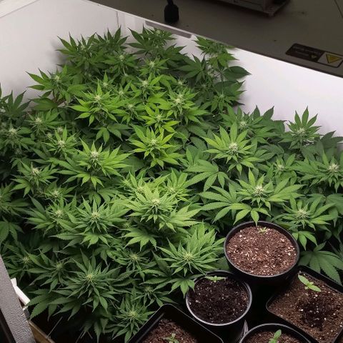 Bubblegum #3 growlog timeline photo