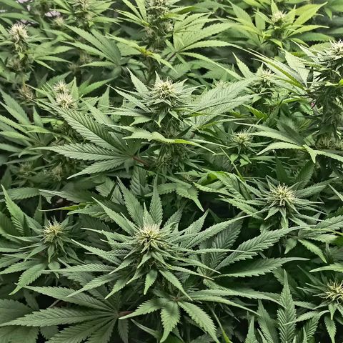 Bubblegum #3 growlog timeline photo